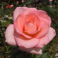 【粉玫瑰】用花朵的近拍模式，真的好大一朵呀！(⊙o⊙)