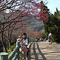 【櫻花步道】春天來了吧？好多櫻花呢～瞧怕冷的小包都還穿短袖了。(￣y▽￣)╭