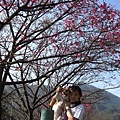【櫻花步道】多虧多多提議上陽明公園，趁著風和日麗的好天氣。~(∩_∩)~
