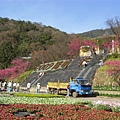 【花鐘廣場】據說陽明山花季還沒正式開幕，所以都還在動工。(￣□￣|||)a