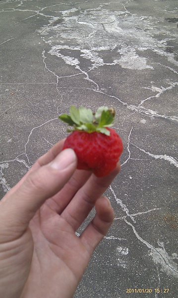 廿廿日草莓廿廿日草莓