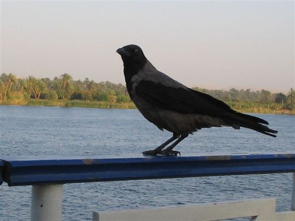 尼羅河上的鳥2.JPG