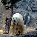 貨真價實的北極熊