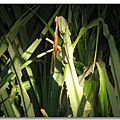 綠島保育類竹節蟲.jpg