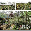 野草花果有機生態農場的溫室草莓園，只接受預約採果喲～