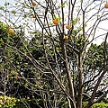 053.四柿如意--【西安庭園】西安的院子