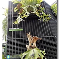 068.荷氏鹿角蕨--未來館珍稀植物區