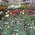 溫室花圃