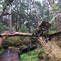 08.太平山國家森林遊樂區原始森林步道.jpg