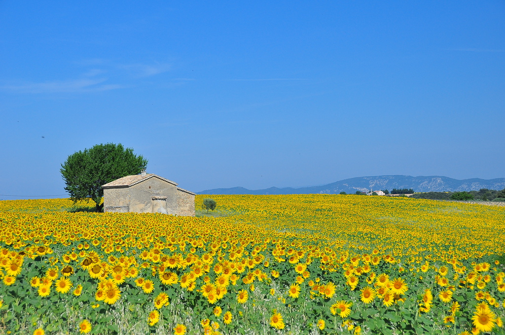 DSC_5987.JPG