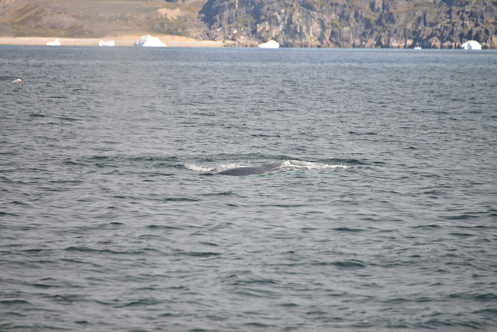 DSC_0245.JPG