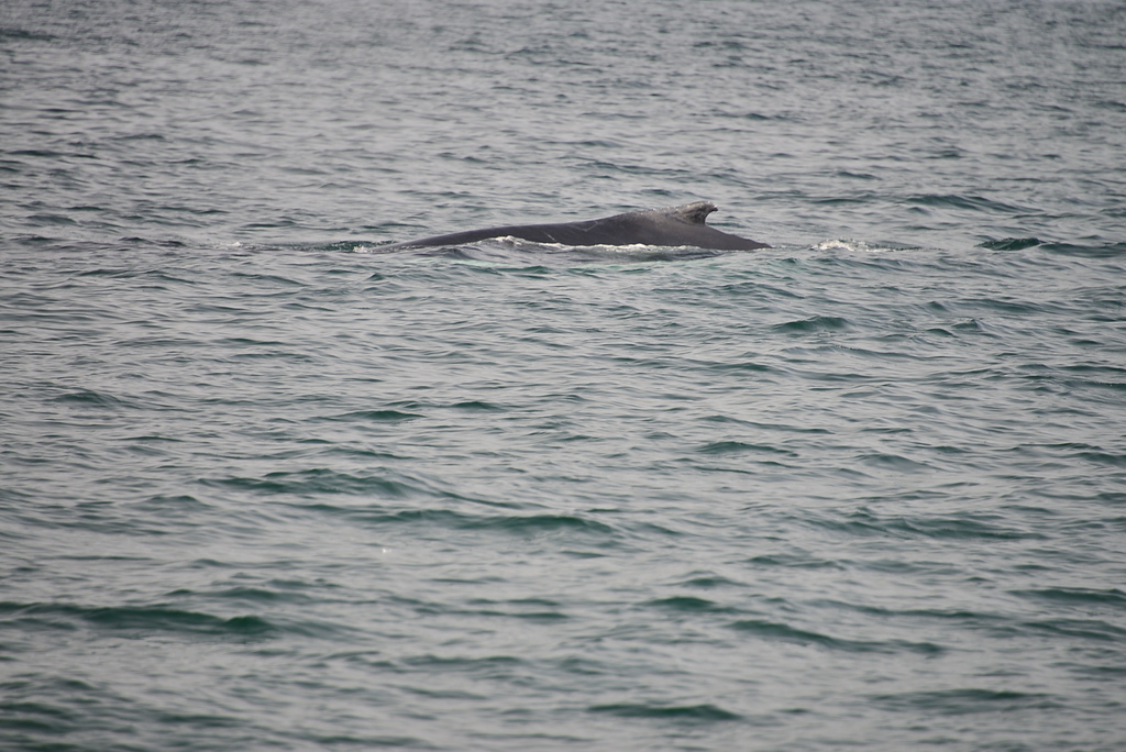 DSC_0247.JPG