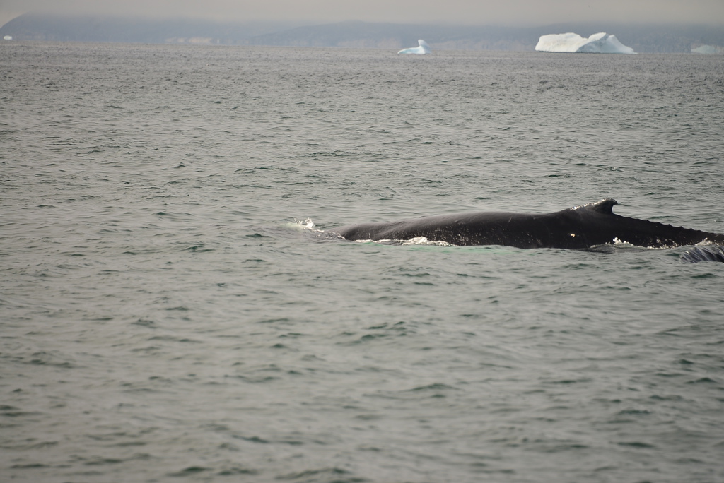 DSC_0265.JPG