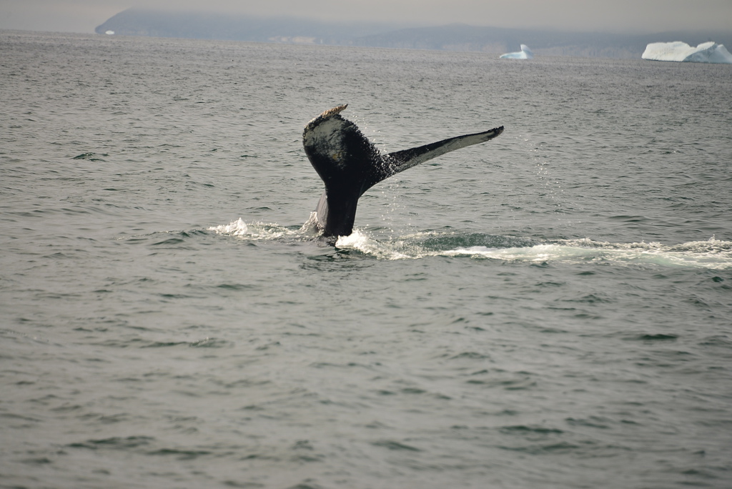 DSC_0270.JPG