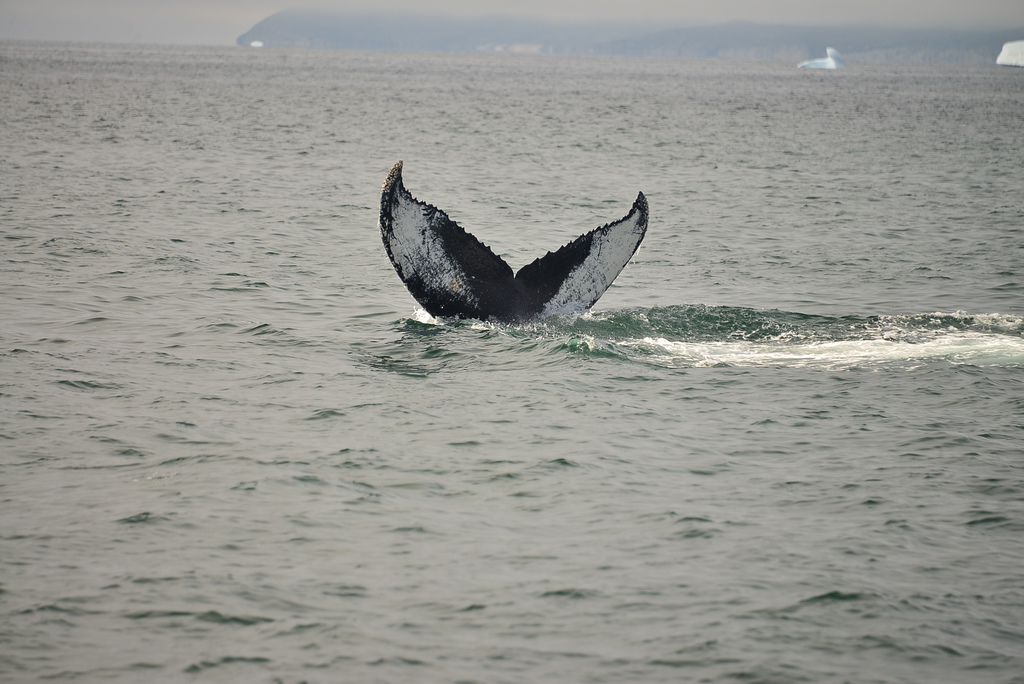 DSC_0271.JPG