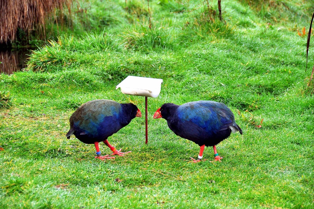 DSC_1215.JPG DSC_1215.JPG