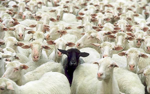 black-sheep