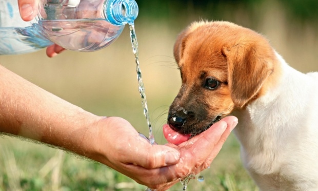 cachorro-cuidados-verao-37525.jpg