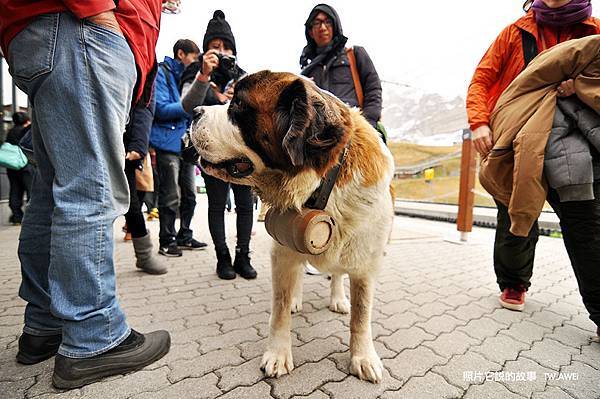 少女峰巧遇聖伯納犬_DSC_5064.jpg