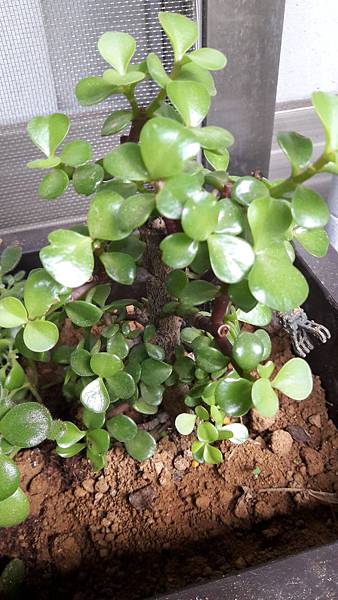 20180511_063113.jpg 20180511_063113.jpg