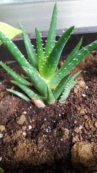 20180511_063045.jpg 20180511_063045.jpg