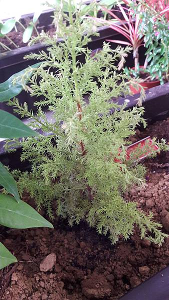 20180511_062532.jpg 20180511_062532.jpg