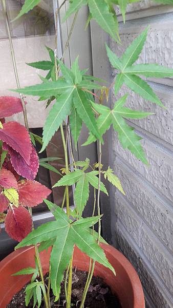 20180511_062617.jpg 20180511_062617.jpg