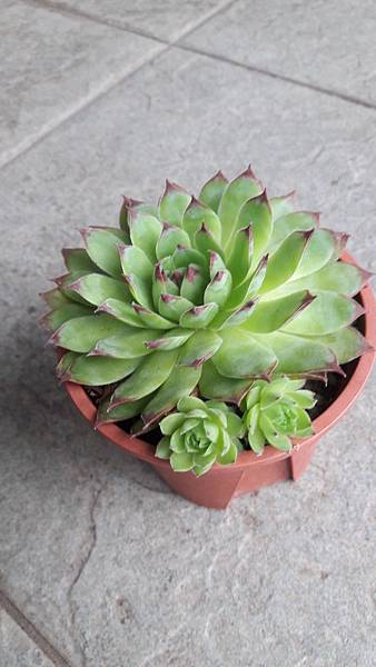 20180511_062349.jpg 20180511_062349.jpg