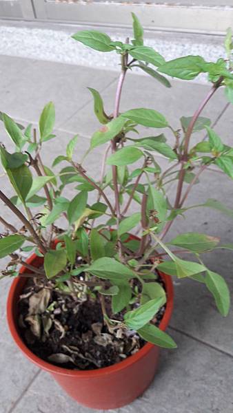 20180511_062608.jpg 20180511_062608.jpg