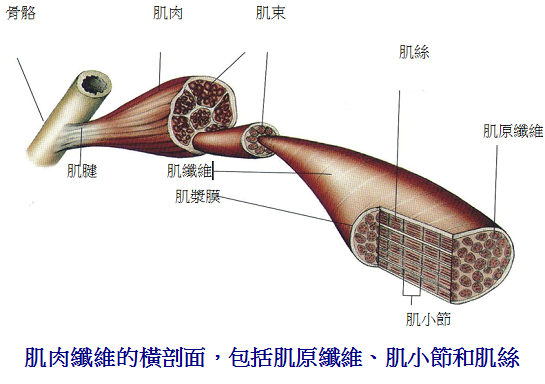 骨骼肌肉
