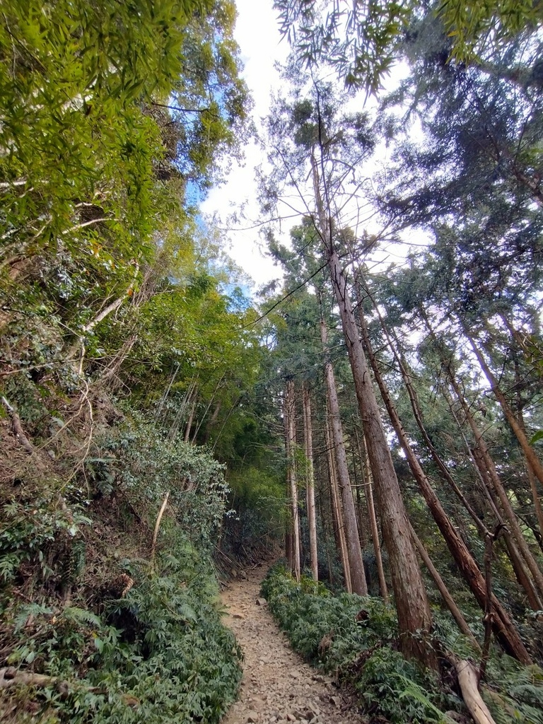 登山〉台中和平．長壽山．鳶嘴西稜步道