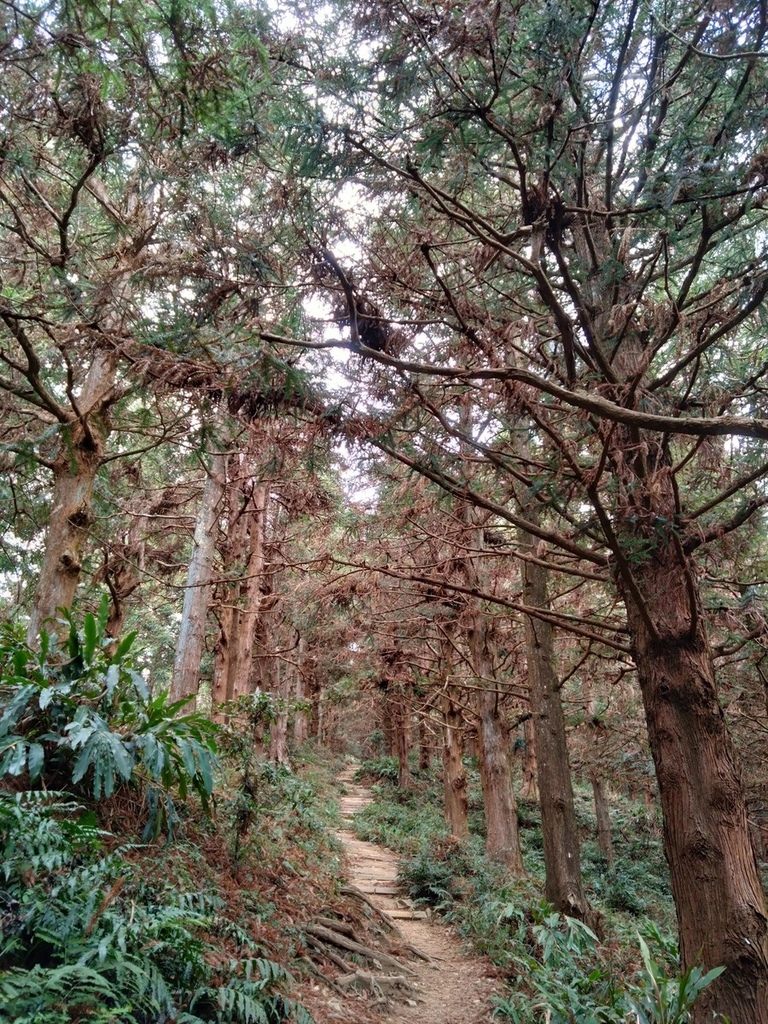 登山〉台中和平．長壽山．鳶嘴西稜步道