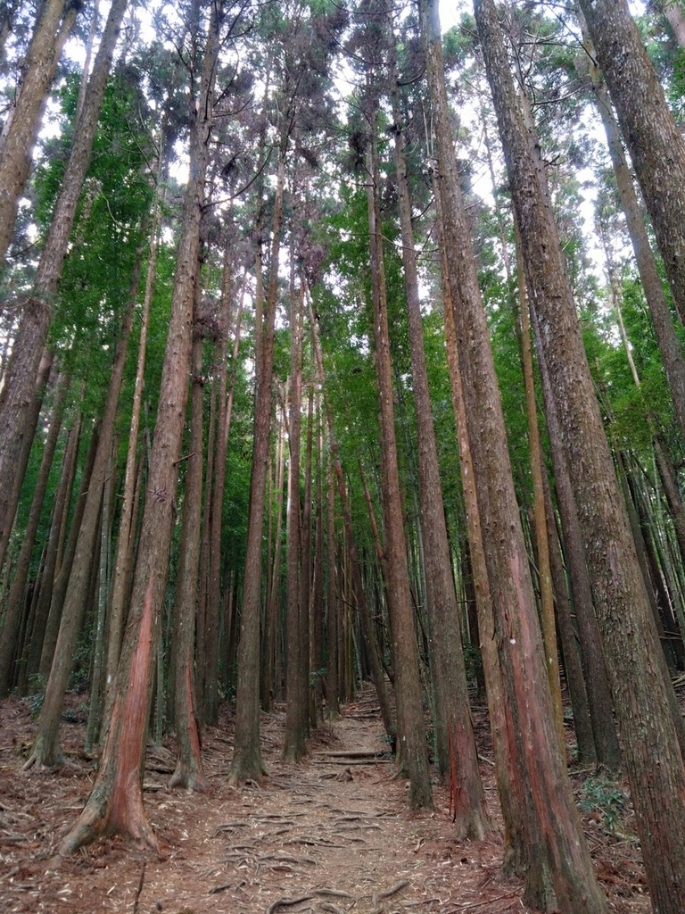 登山〉台中和平．長壽山．鳶嘴西稜步道