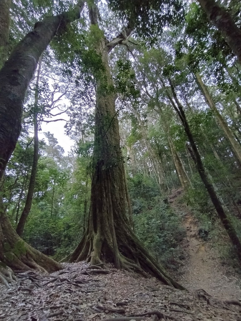 登山〉台中和平．長壽山．鳶嘴西稜步道