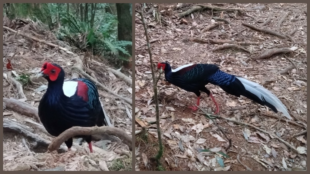 登山〉台中和平．長壽山．鳶嘴西稜步道