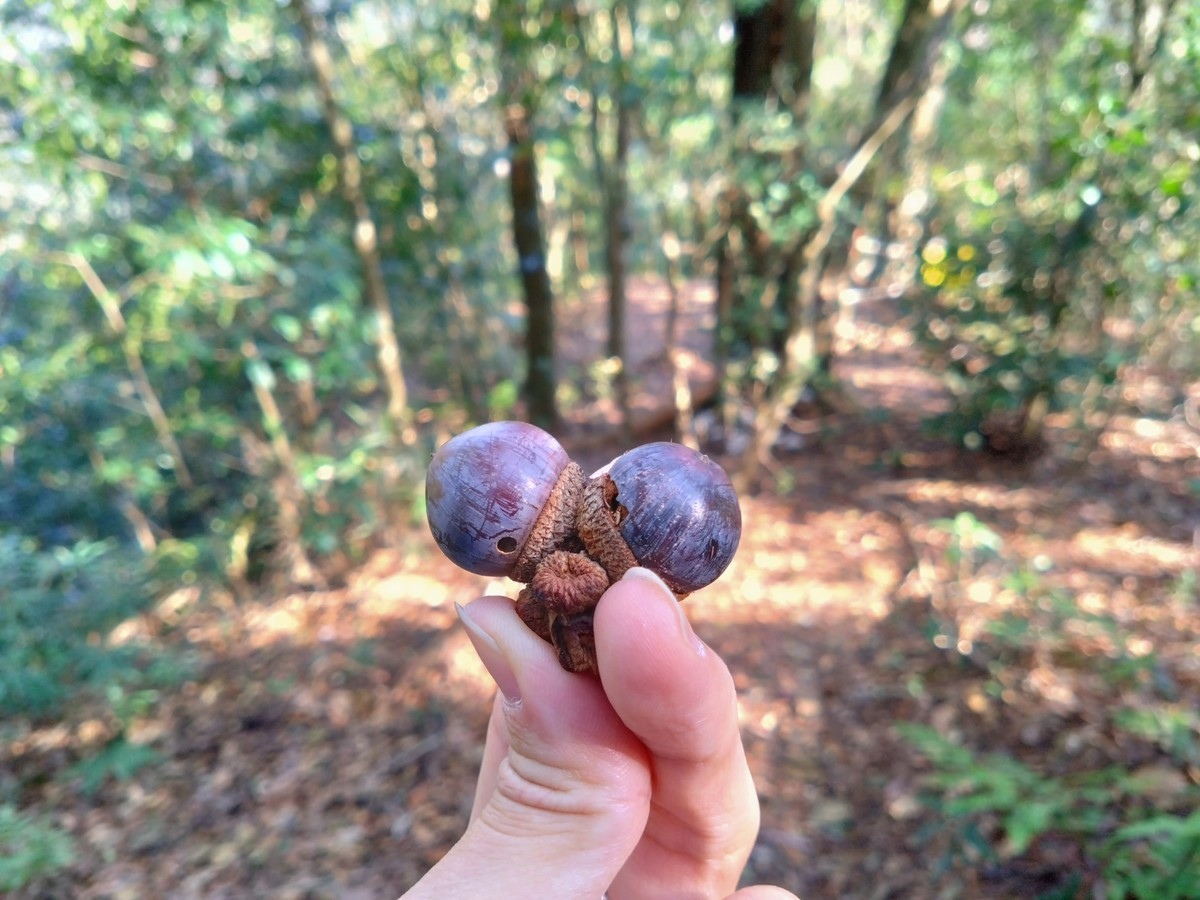 狗狗登山〉台中和平．谷關七雄．唐麻丹山