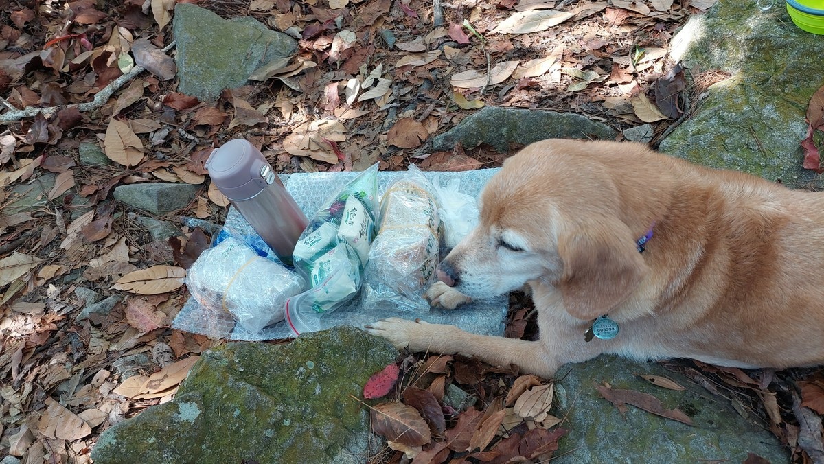 狗狗登山〉台中和平．谷關七雄．唐麻丹山