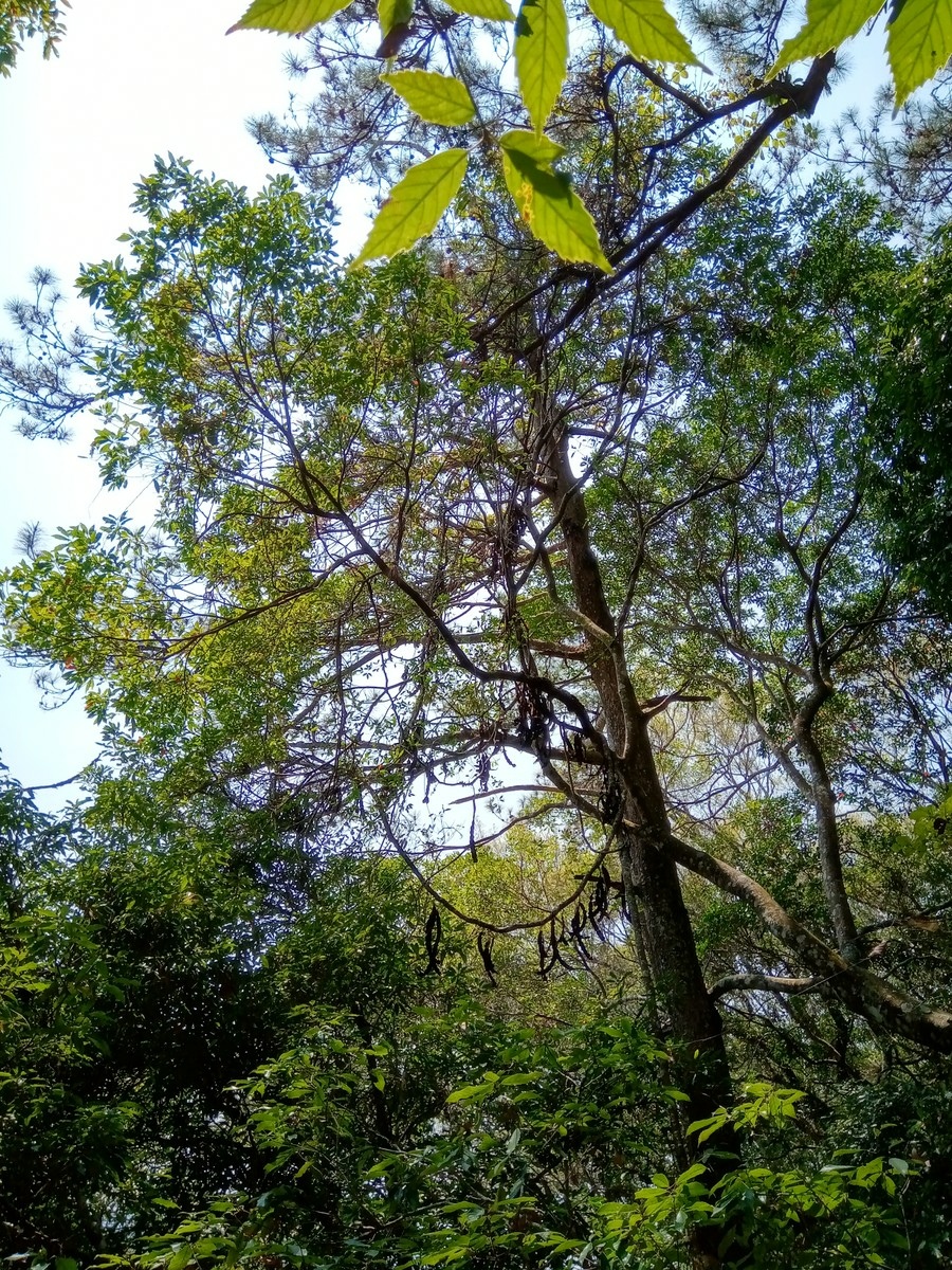 狗狗出遊〉台中谷關．東卯山