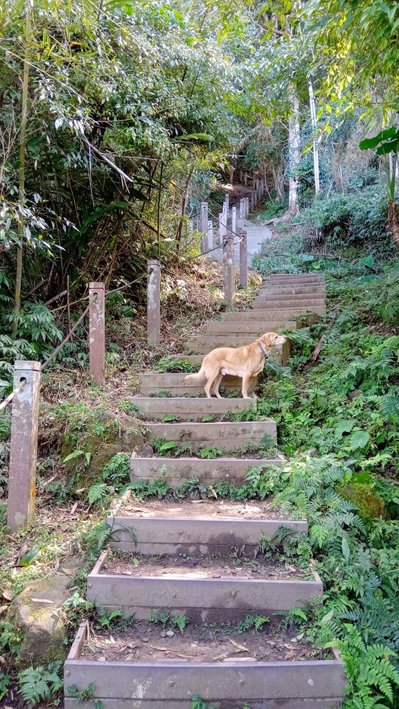 狗狗出遊〉苗栗大湖．馬那邦山