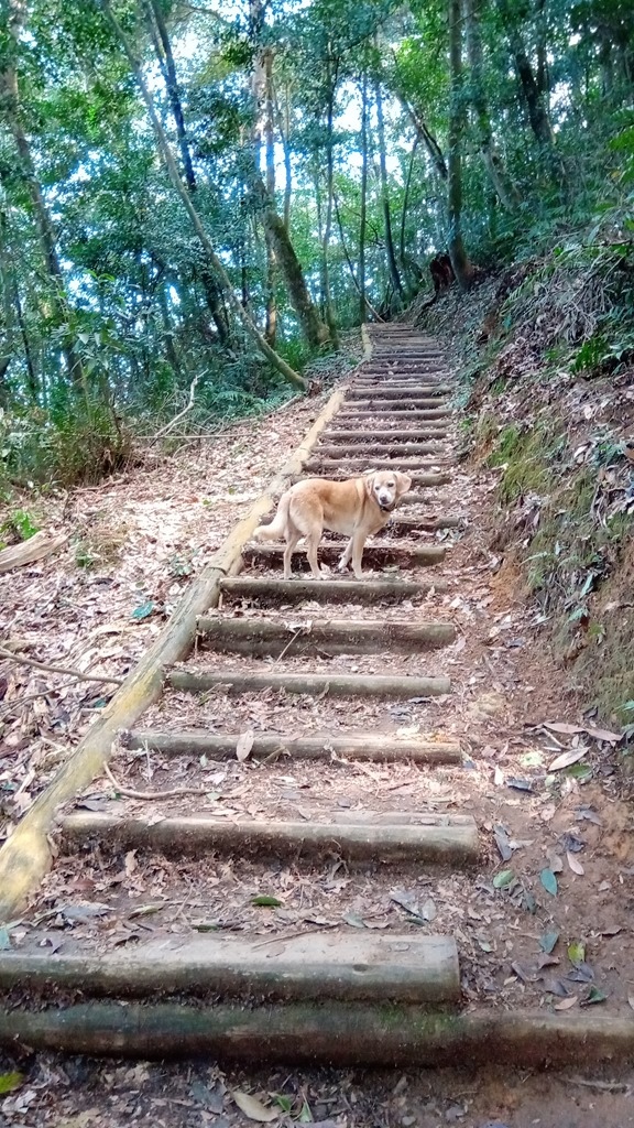 狗狗出遊〉苗栗大湖．馬那邦山