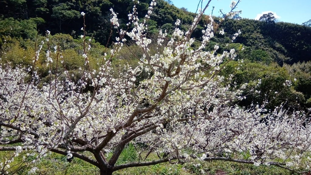 狗狗出遊〉苗栗大湖．馬那邦山