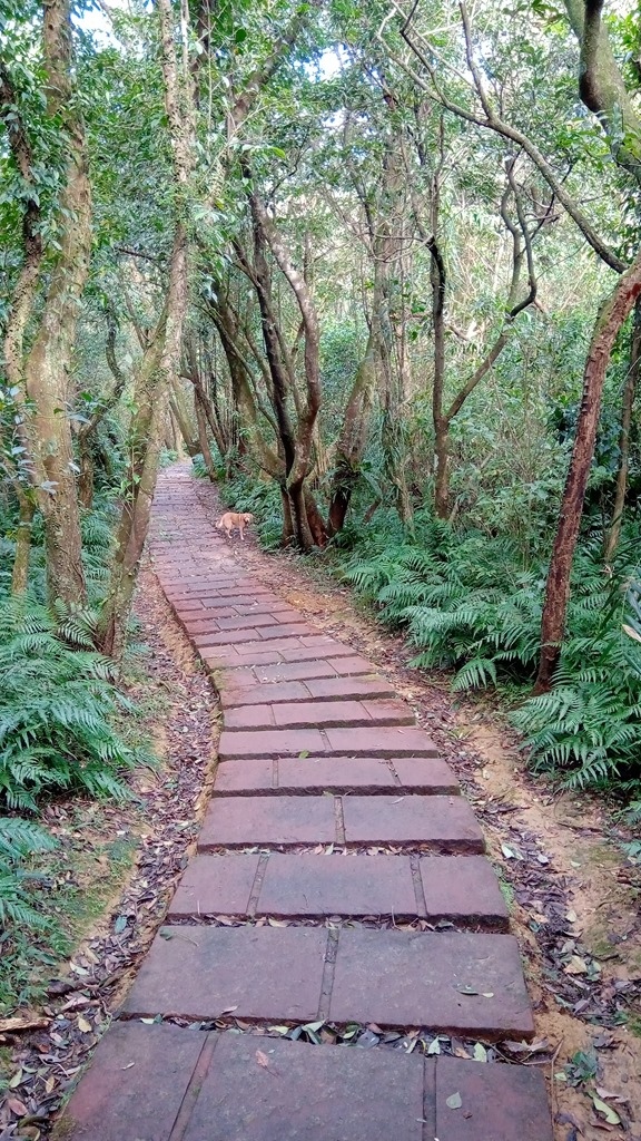 狗狗出遊〉宜蘭頭城．桃源谷步道