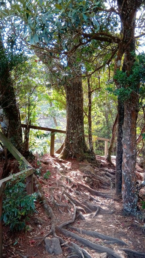 狗狗出遊〉台中和平．谷關七雄．白毛山