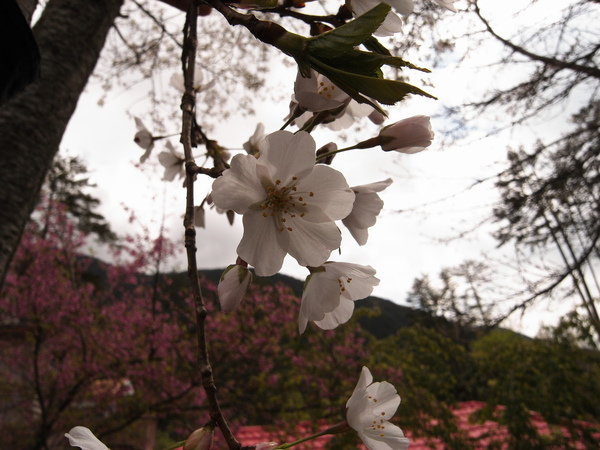 武陵梅花