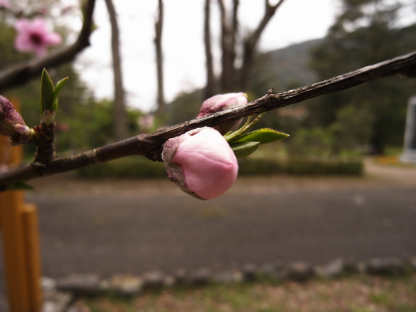 武陵桃花二