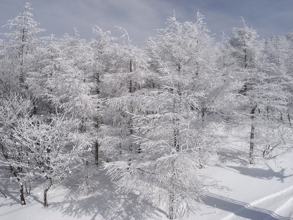 雪樹銀花