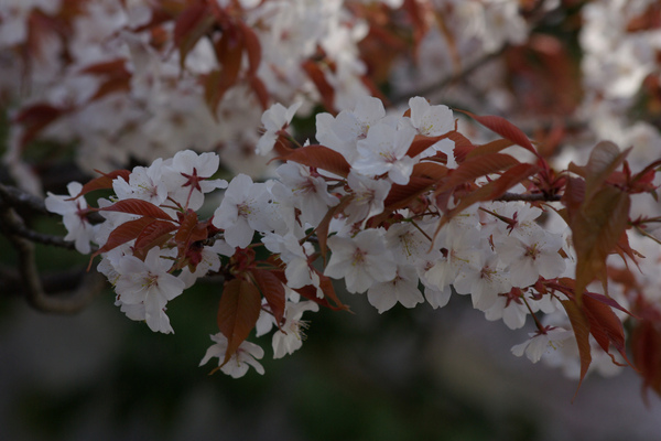 有紅芽的櫻.JPG