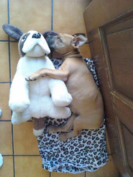 puppy-sleeping-with-plush-dog.jpg