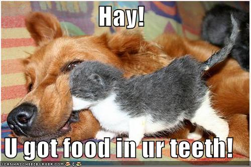 funny-pictures-kitten-finds-food-in-teeth-of-dog