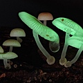 蘑菇9-625x413.jpg